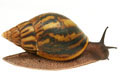 Achatina achatina Ghana F1, odchov V�ry Babincov�
